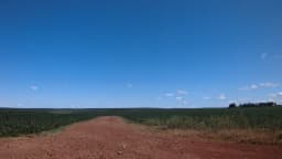 Lavoura de soja em dia ensolarado, com estrada de terra ao centro