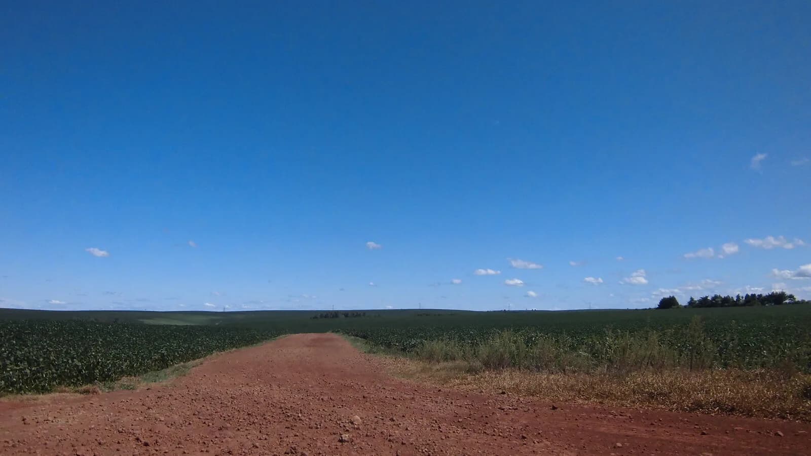 Lavoura de soja em dia ensolarado, com estrada de terra ao centro
