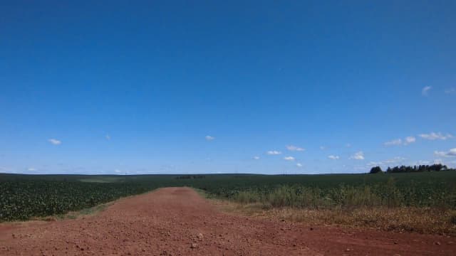Lavoura de soja em dia ensolarado, com estrada de terra ao centro