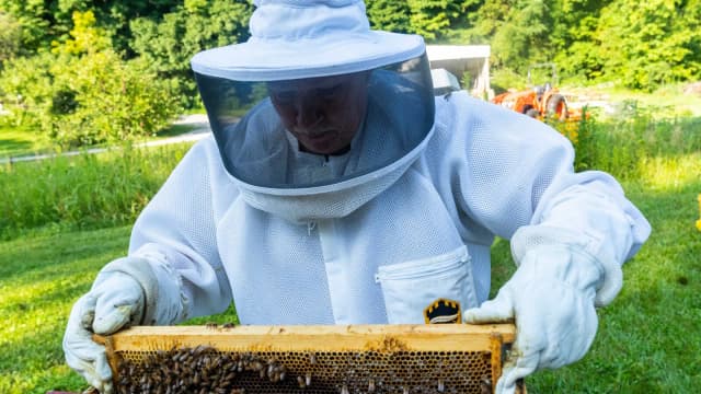 Pessoa usa roupa de proteção de apicultor para manusear colmeia (foto de arquivo, ilustrativa)
