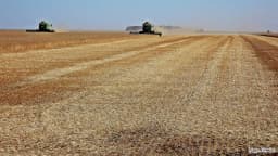 Colheitadeiras trabalhando em lavoura de trigo