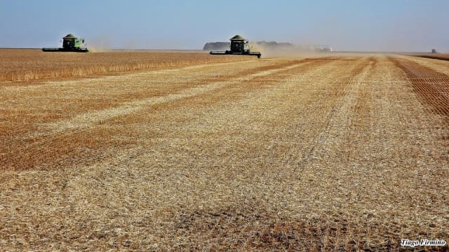Colheitadeiras trabalhando em lavoura de trigo