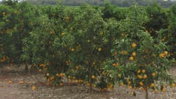 Pomar de laranjas carregado de frutos maduros