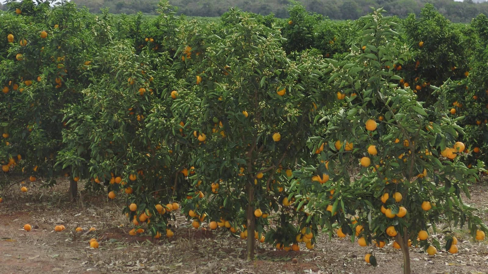 Pomar de laranjas carregado de frutos maduros