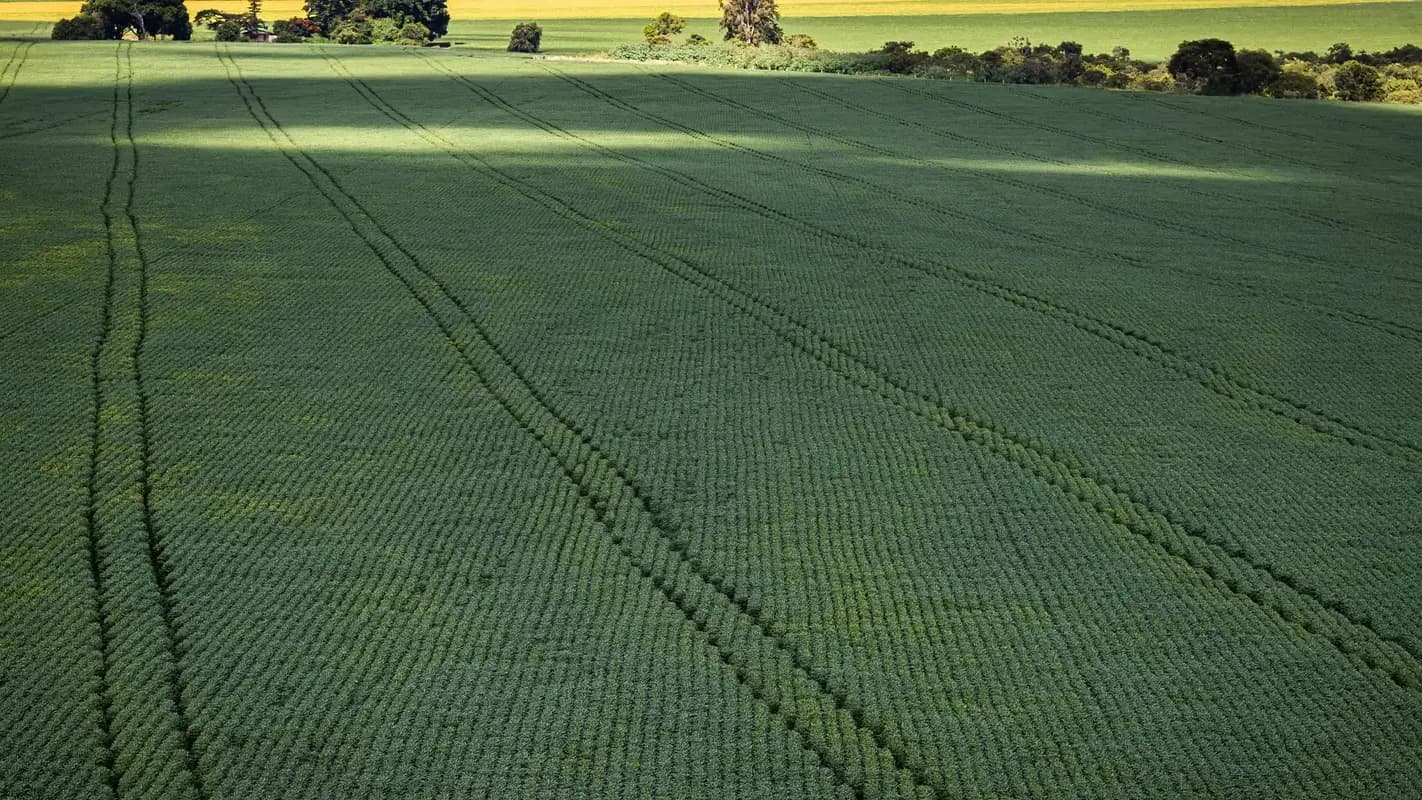 Vista aérea de lavoura verde, foto de arquivo