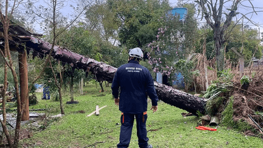 Agente da Defesa Civil observa árvore caída sobre estrutura após temporal, imagem de arquivo de vendaval anterior no Rio Grande do Sul