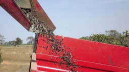 Grãos de café caindo de colheitadeira mecânica para reboque agrícola vermelho, em plantação no cerrado, foto de arquivo