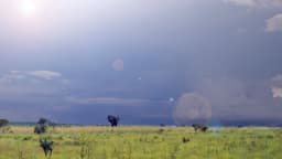 Paisagem de campo do Cerrado goiano, com vegetação nativa e céu carregado ao fundo