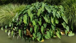 Plantação de inhame (Colocasia esculenta) às margens de um curso de água