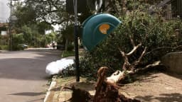 Árvore caída sobre poste em calçada após temporal