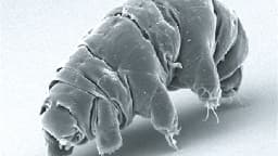 Imagem de microscopia eletrônica de varredura mostra um tardígrado em estado ativo, com oito patas e corpo segmentado