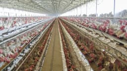Galinheiro industrial com fileiras de aves, foto ilustrativa