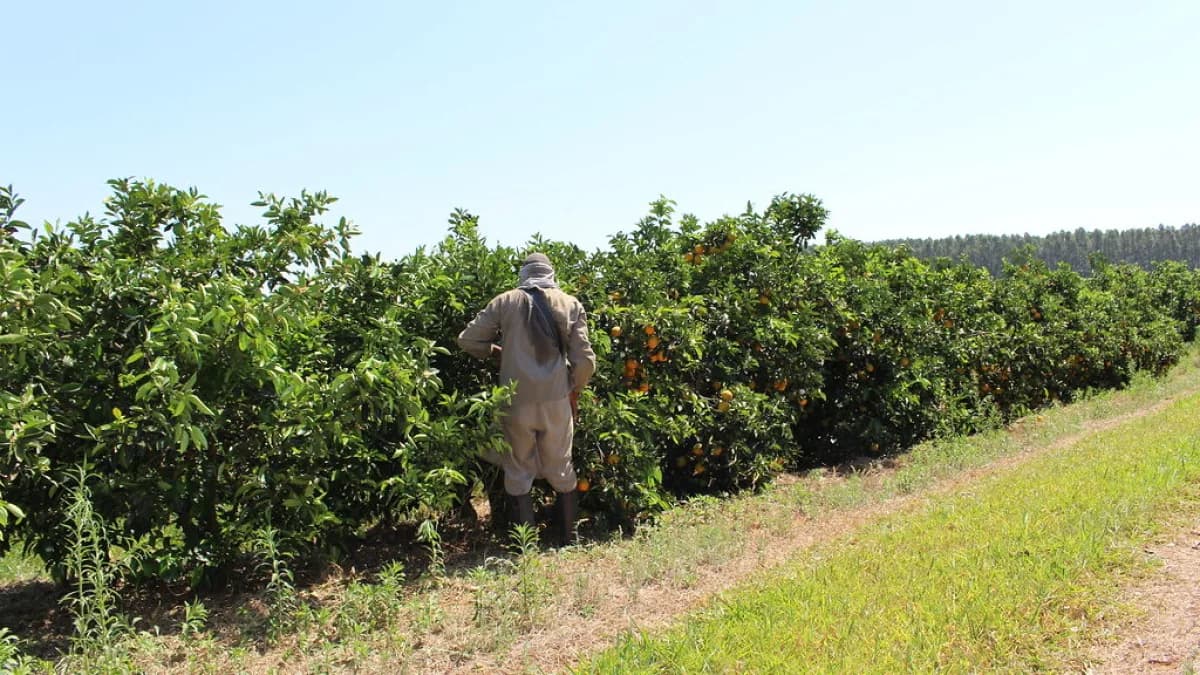 Trabalhador colhe laranjas em pomar, com frutos maduros nos galhos