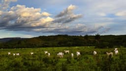 Gado Nelore pastando em fazenda no Brasil, com serra ao fundo
