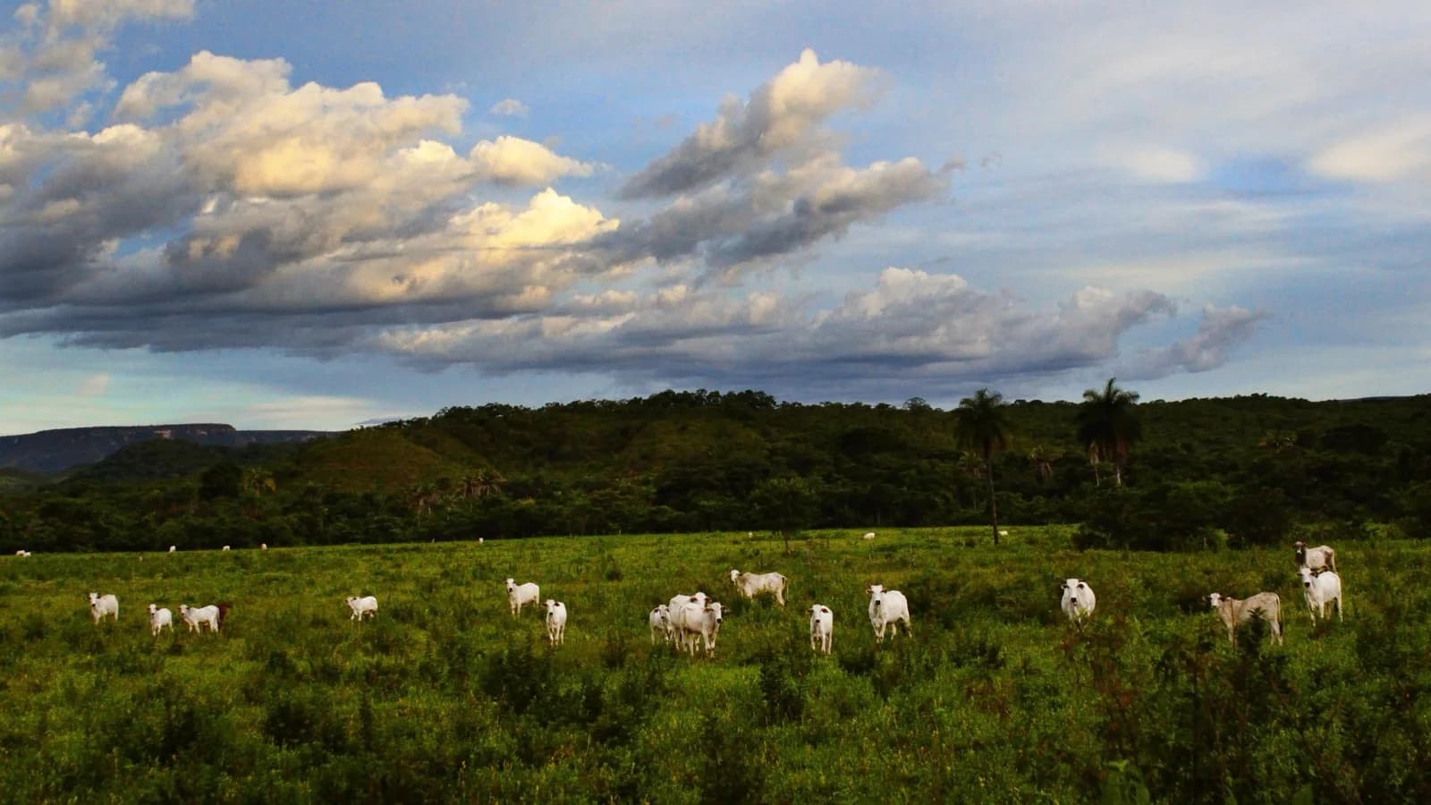 Gado Nelore pastando em fazenda no Brasil, com serra ao fundo