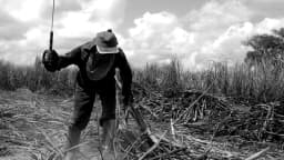 Trabalhador rural em plantação de cana-de-açúcar, foto de arquivo