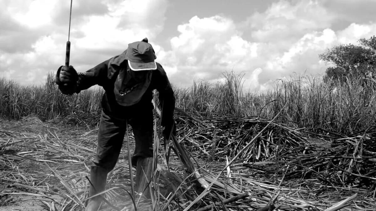Trabalhador rural em plantação de cana-de-açúcar, foto de arquivo