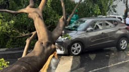 Árvore de grande porte caída sobre a rua, com o tronco partido e os galhos apoiados sobre um carro cinza, em Lourdes, Belo Horizonte