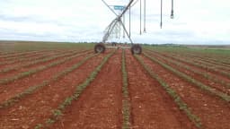 Pivô de irrigação em lavoura de tomate industrial