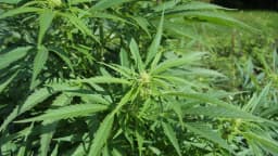 Planta de cannabis com folhas verdes, close-up ao ar livre