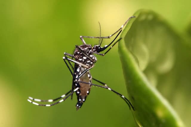Ministério da Saúde alerta para alta de dengue em 2027 com El Niño; Minas já tem 40 mortes em 2026