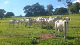 Rebanho de gado da raça Nelore em pasto, foto de arquivo ilustrativa da raça