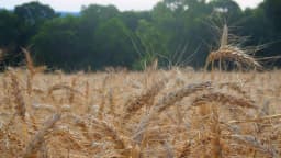 Lavoura de trigo em campo aberto, com espigas douradas prontas para colheita