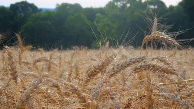 Lavoura de trigo em campo aberto, com espigas douradas prontas para colheita