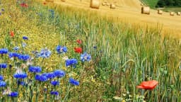 Campo de trigo com flores silvestres (foto ilustrativa)