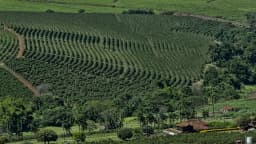 Plantação de café vista de cima, cafezais após a colheita