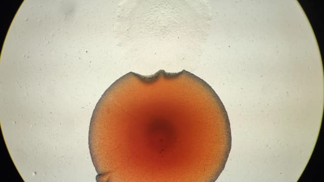 Colônias de bactérias crescendo em placa de cultura vistas ao microscópio