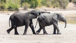 Dois elefantes africanos interagem caminhando lado a lado na savana