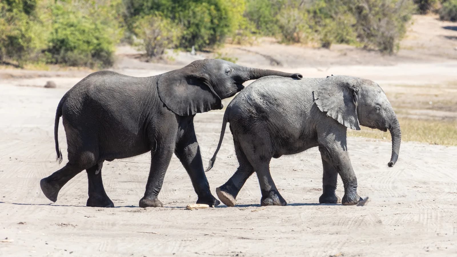 Dois elefantes africanos interagem caminhando lado a lado na savana