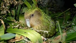 Kākāpō, papagaio verde que não voa, entre folhagens na Nova Zelândia