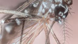 Foto macro do mosquito Aedes aegypti, transmissor da dengue, zika e chikungunya, mostrando as pernas com as características faixas brancas da espécie