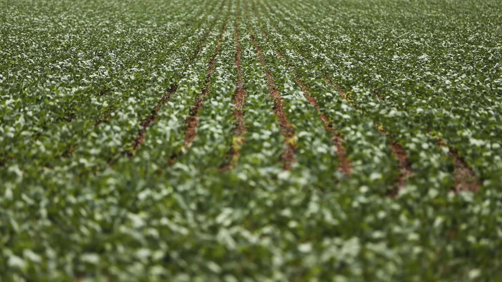 Campo de soja florido visto de perto, imagem ilustrativa do agronegócio