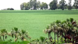 Lavoura de soja em Paracatu, Minas Gerais, com vegetação de cerrado ao fundo