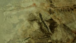 Fóssil de dinossauro emplumado em imagem de arquivo usada como contexto para descoberta sobre penas antigas