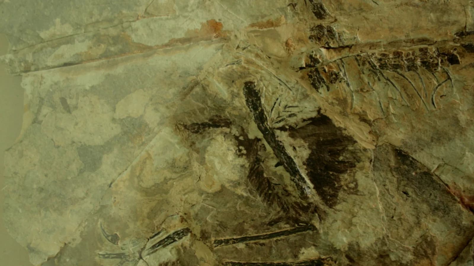 Fóssil de dinossauro emplumado em imagem de arquivo usada como contexto para descoberta sobre penas antigas