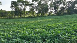 Plantação de soja em área rural de Novo Barreiro, no Rio Grande do Sul