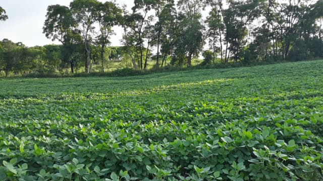 Plantação de soja em área rural de Novo Barreiro, no Rio Grande do Sul