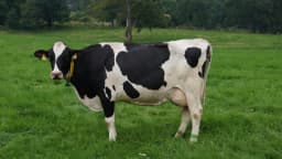 Vaca leiteira da raça holandesa pastando em campo verde