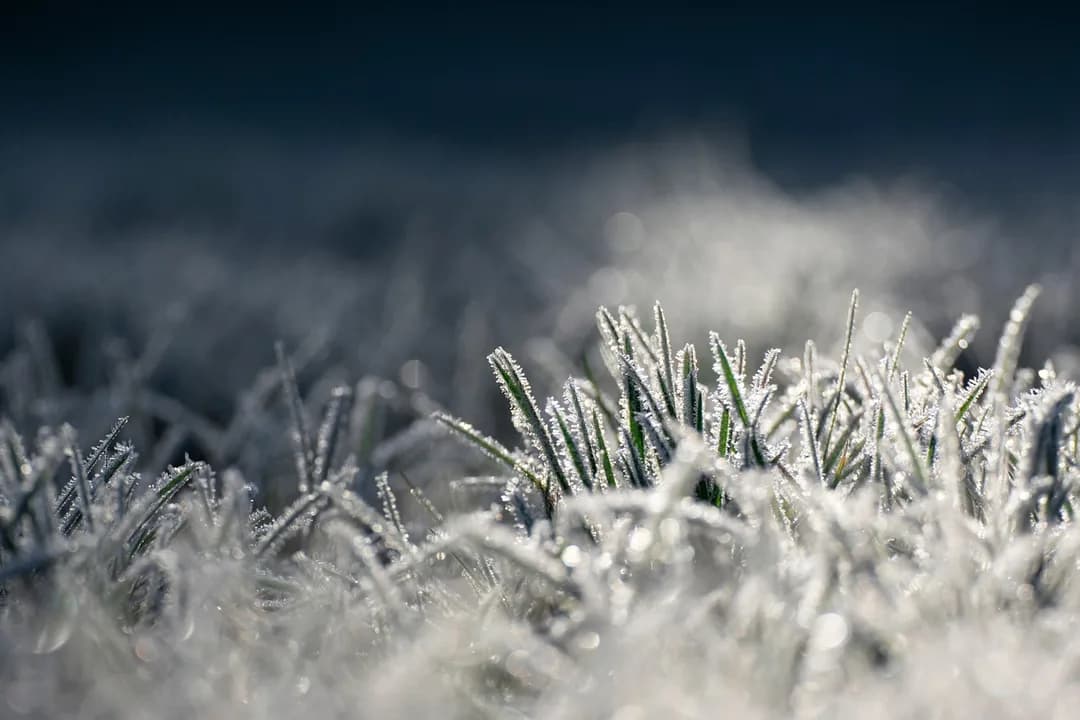 Imagem ilustrativa: icing, grass, morning frost, cold, nature, frost, frozen, illuminated, shine, reflection, cold, frost, frost, frost, frost, frost