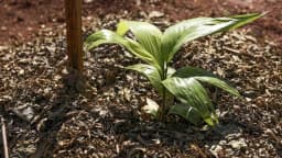 Muda de planta em solo de plantio direto coberto de palhada