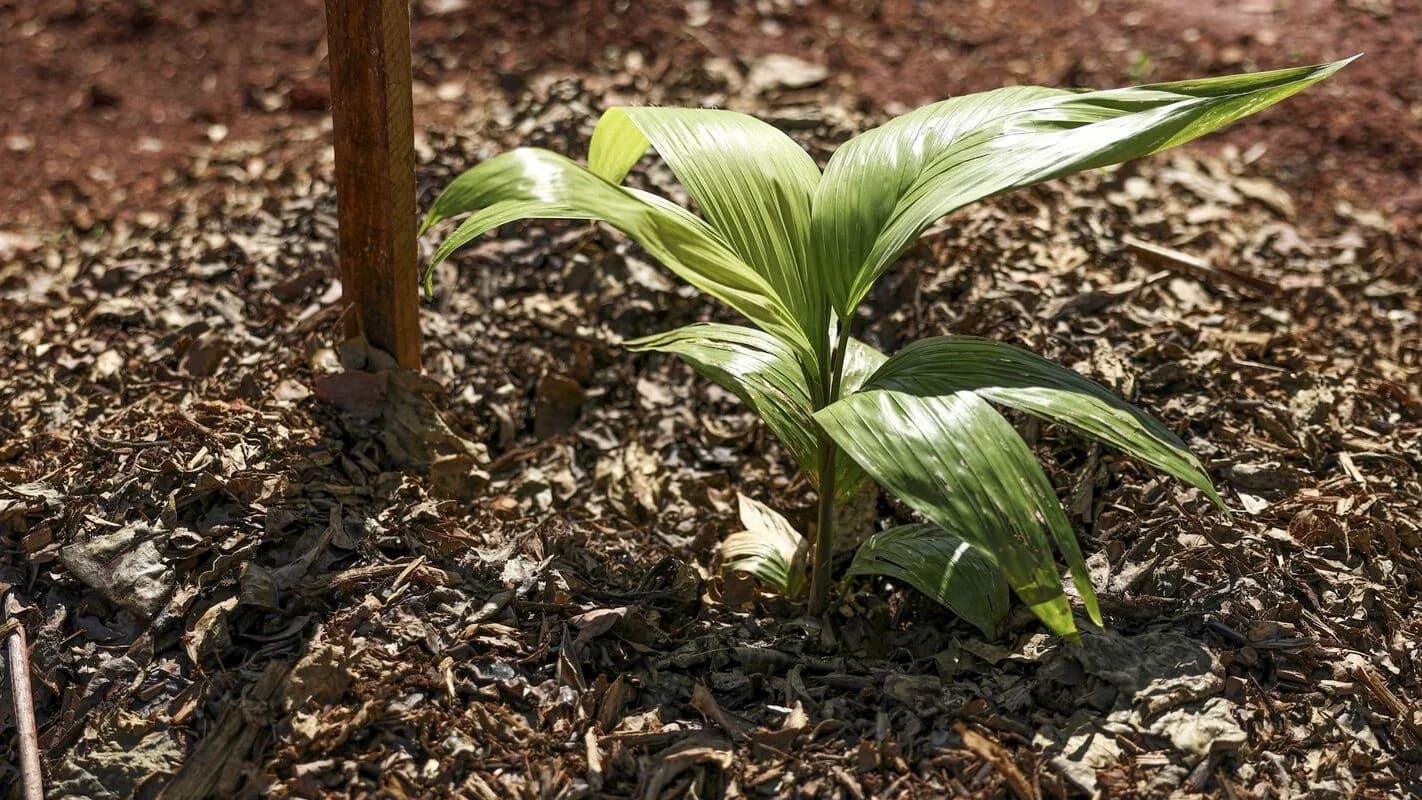Muda de planta em solo de plantio direto coberto de palhada