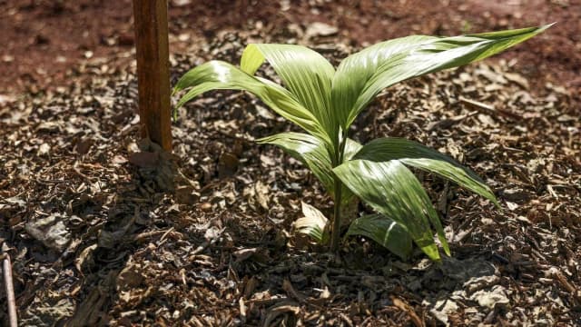Muda de planta em solo de plantio direto coberto de palhada