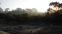 Geada em área rural com araucárias ao amanhecer no Rio Grande do Sul