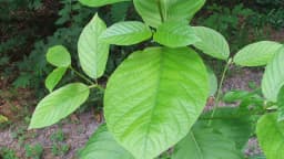 Folhas da planta Mitragyna speciosa, o kratom