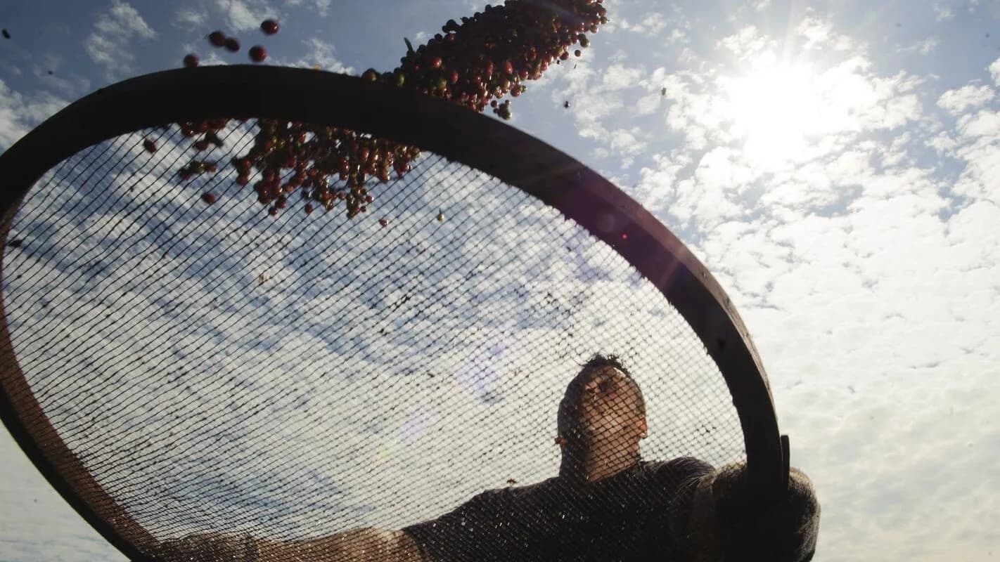 Trabalhador peneira grãos de café contra o céu
