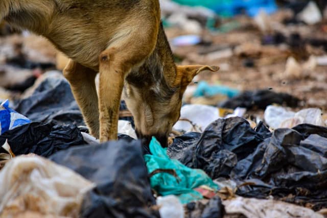 Imagem ilustrativa: Cachorro encontrado morto no lixo gera revolta em Juiz de Fora